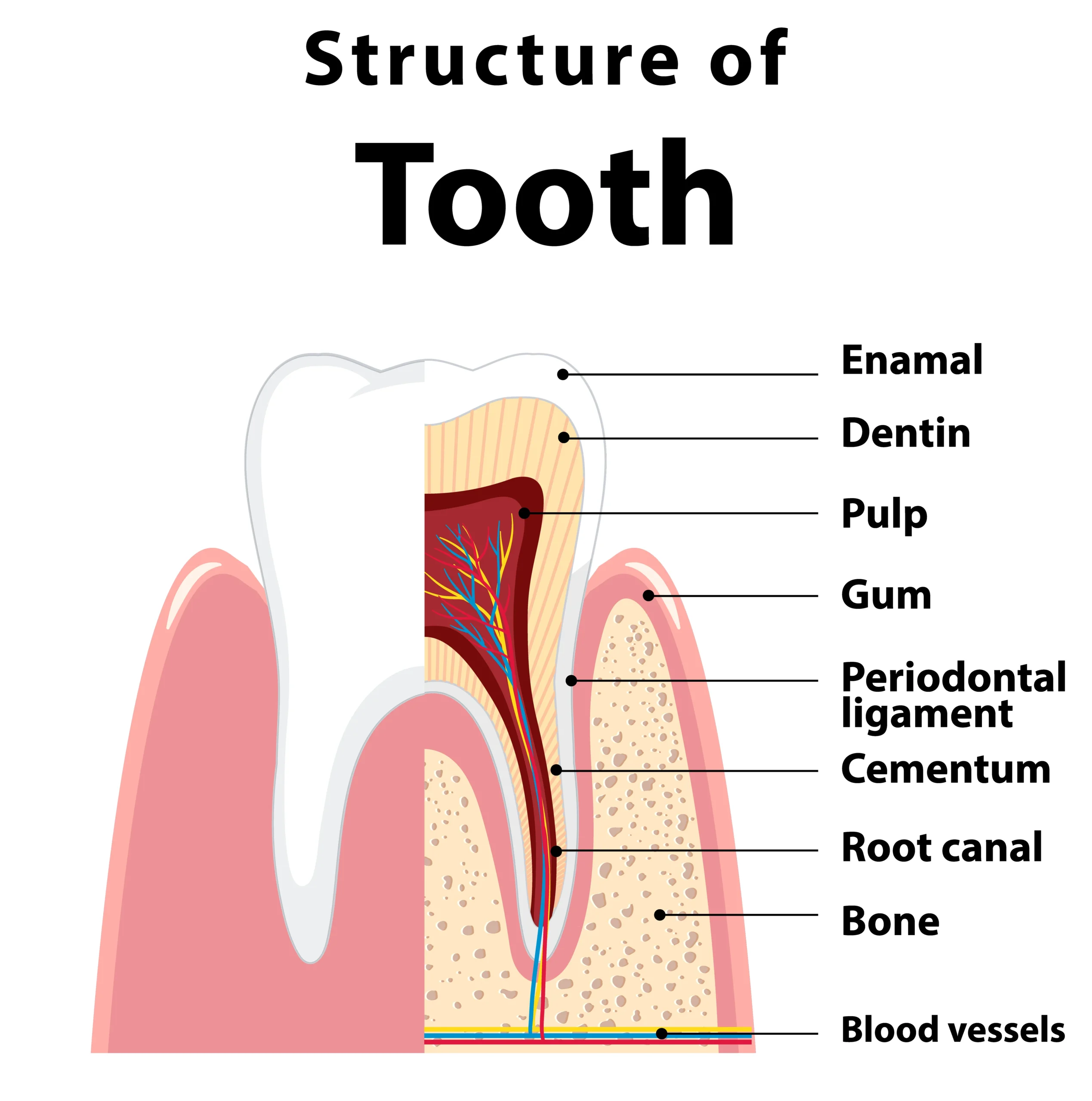 Periodontist at Innovative Dentistree Islamabad